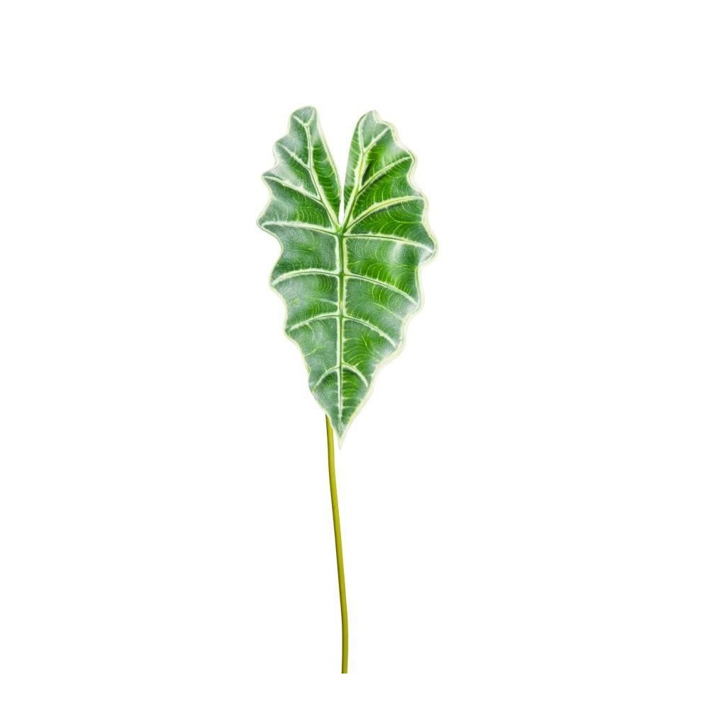 FOGLIA CALADIUM ORTHOLANUM OUT